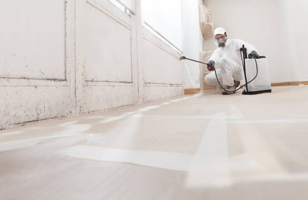 Black mold remediation team in West River